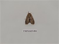 藏品(窄斑褐刺蛾)的圖片